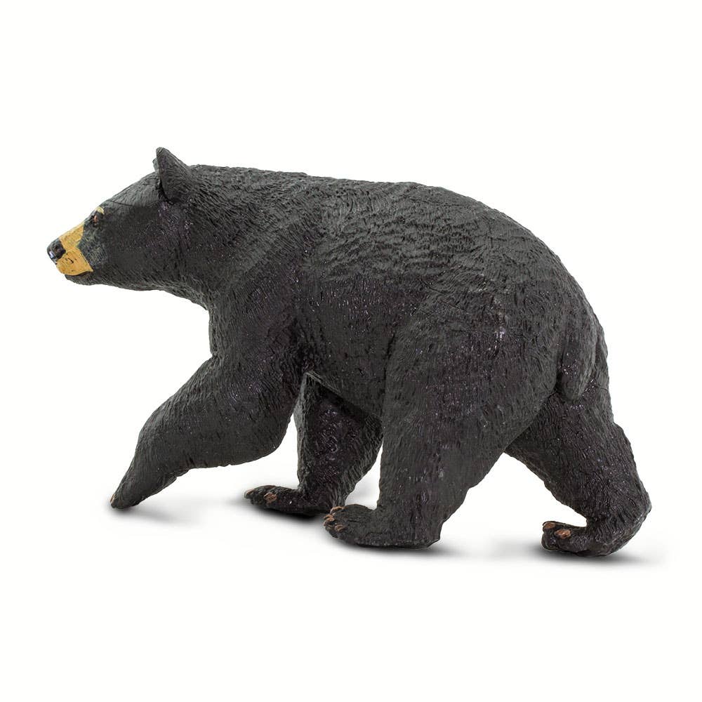 Black Bear