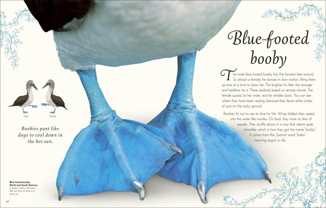 An Anothology of Exquisite Birds | DK Children`s Anthologies