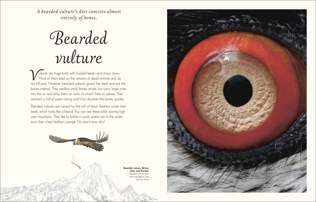 An Anothology of Exquisite Birds | DK Children`s Anthologies