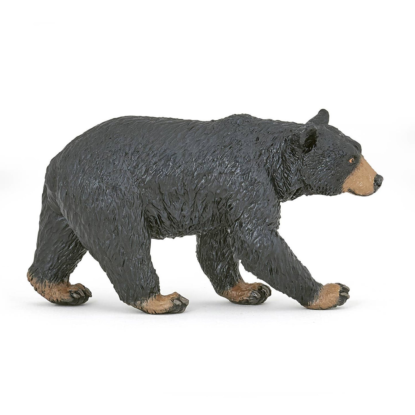 American Black Bear