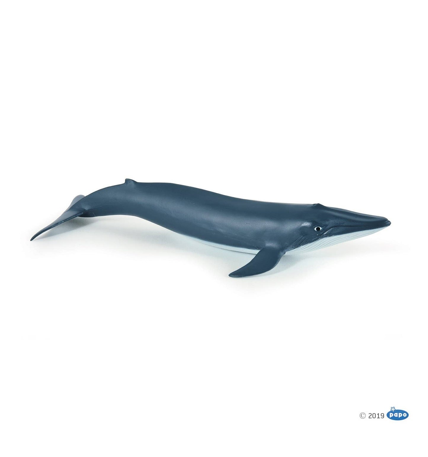 Blue Whale Calf