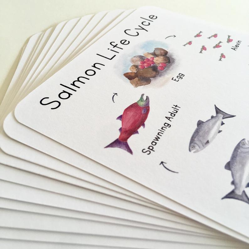 Learning Cards by Tiny Nest Studio | Salmon Life Cycle