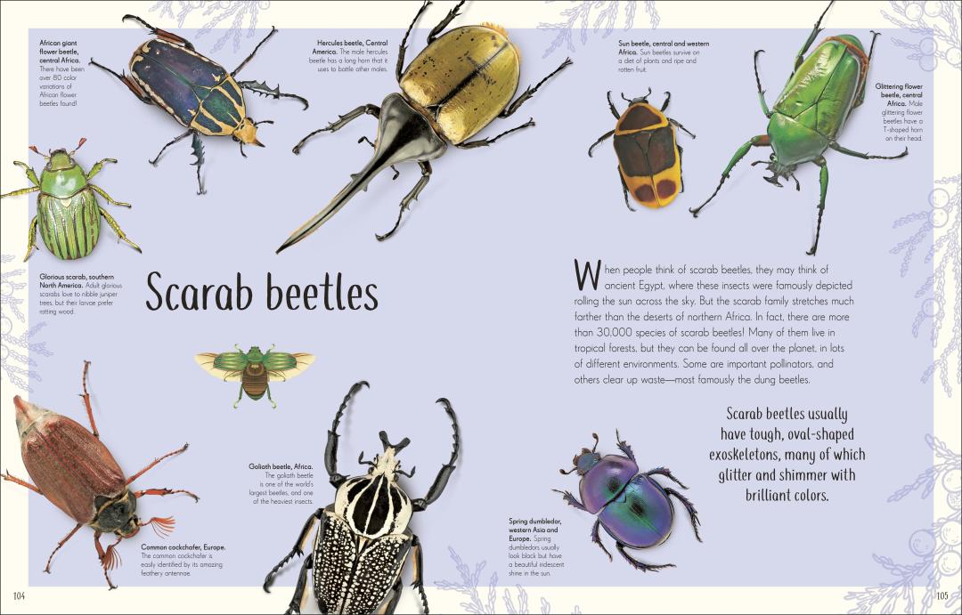 Remarkable Bugs | DK Children`s Anthologies