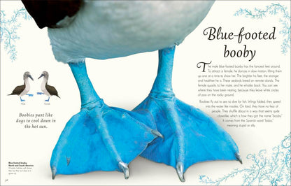 An Anothology of Exquisite Birds | DK Children`s Anthologies
