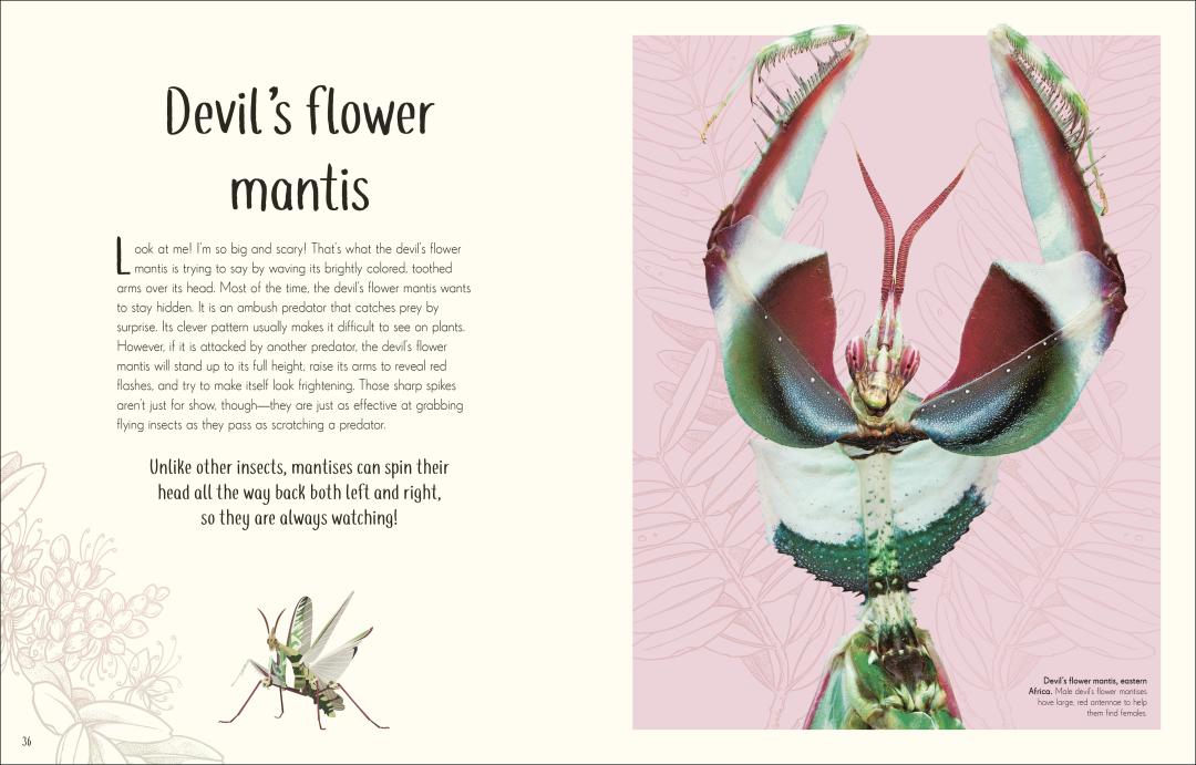 Remarkable Bugs | DK Children`s Anthologies