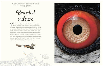 An Anothology of Exquisite Birds | DK Children`s Anthologies