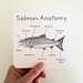 Learning Cards by Tiny Nest Studio | Salmon Life Cycle